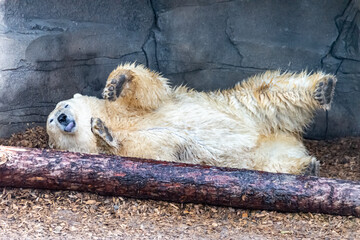 Polar bear mom protects her young