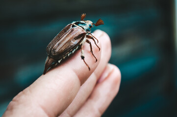 The may beetle in the hand