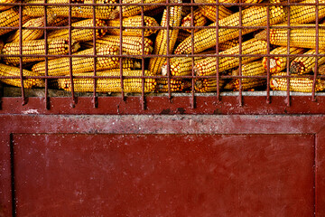 corn harvest in rusty barn