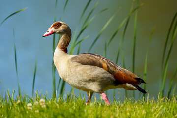 Kazarka egipska (Alopochen aegyptiaca) © Marek