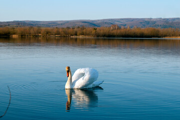 White majestic swan swim ahead in rippling water. Mute Swan the middle of the water. Drops on wet head. Smooth background