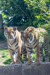 Siberian tigers roam their territory