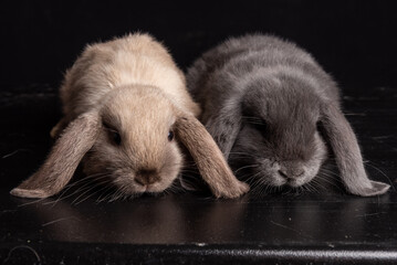 Baby Bunny, Rabbit, Giant flemish red, french lop, flemish giant, holland lop, white mini lop, group