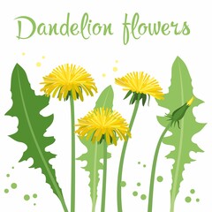 Collection of dandelion flowers.