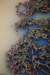 foliage and sludge float in dirty water