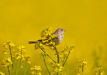 Male corn bunting (Emberiza calandra) in breeding plumage filmed on the branches of blooming rapeseed on a bright blurred yellow background and blue sky