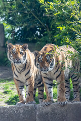 Siberian tigers roam their territory