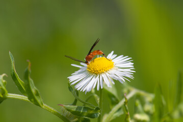 l'insetto prende il nettare dal fiore