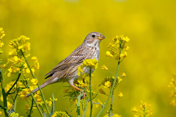 Male corn bunting (Emberiza calandra) in breeding plumage filmed on the branches of blooming rapeseed on a bright blurred yellow background and blue sky