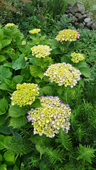 한국 제주도 수국꽃