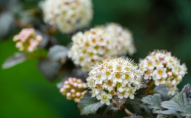 White flowers Physocarpus opulifolius diabolo or Ninebark with purple leaves on blurry flowers background. Close-up selective focus. Fresh wallpaper nature concept for design.