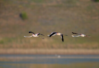 Unique shots of pink flamingos accidentally flying on the Tiligulsky estuary in Ukraine. Birds shot in flight and standing in the water.