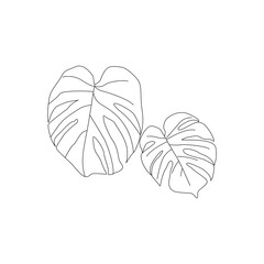 Outline monsera leaves design isolated on white background