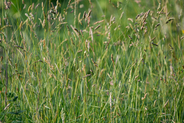 Grasses in the meadow.