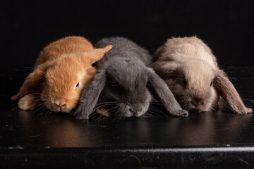 Baby Bunny, Rabbit, Giant flemish red, french lop, flemish giant, holland lop, white mini lop, group