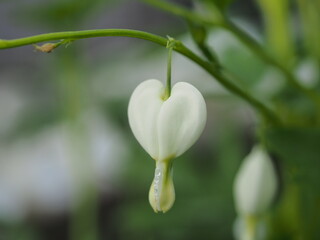 Small white flower buds broken heart. Buds in the form of hearts.