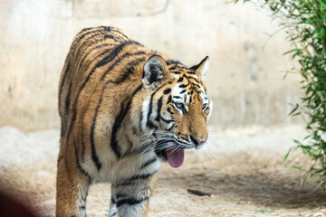 Obraz premium Siberian tigers roam their territory