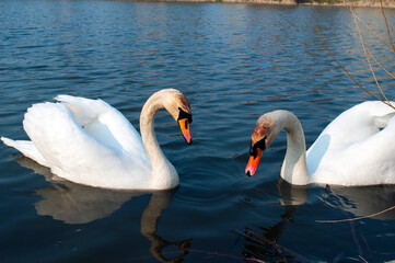 white swans group on the lake swim well under the bright sun