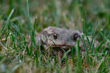 Close-up of a common toad among the grass