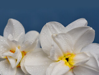 Two white terry daffodils on a blue isolated background close-up