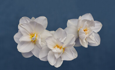 Three white terry daffodils on a blue isolated background