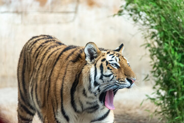 Fototapeta na wymiar Siberian tigers roam their territory