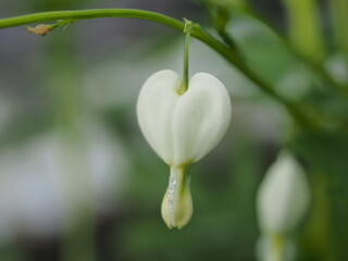 Small white flower buds broken heart. Buds in the form of hearts.