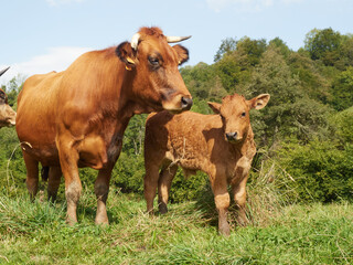 cute calf next to mum cow in a meadow, free range grases, animal well-being concept