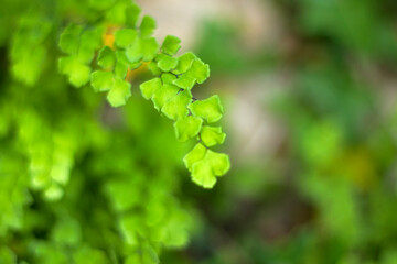 Green color in the nature. Plants and leaves in spring time. Green background.