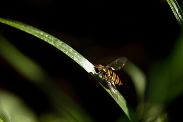 Cute fly sitting on plant