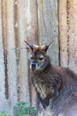 Australian Kangaroos enjoy the sun