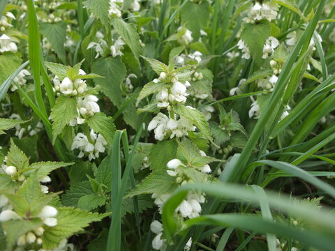 Common Nettle, Stinging Nettle. Nettle Flowers