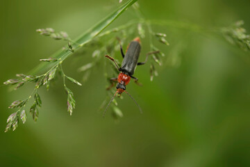 Cute black bug sitting on plant