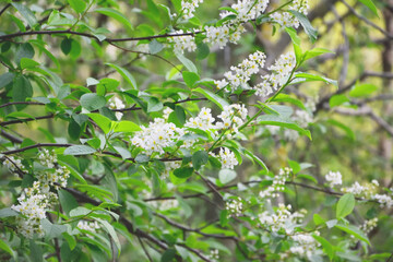 Blossoming bird cherry. Flowers bird cherry tree. Branch of bird cherry in front of blue sky. Copy space. Flowering bird cherry tree. 