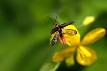 Cute black bug sitting on plant