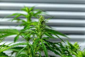 Cannabis plant in the garden,Cannabis is a genus of flowering plants in the family Cannabaceae.