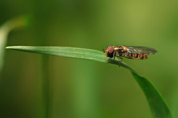 Cute fly sitting on plant