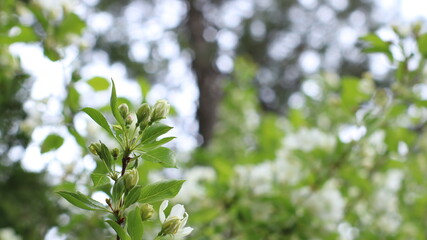 abstract
 natural background of blossoming buds of flowers of apple trees on a blurred background of spring garden