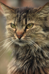 Portrait of wild grey cat