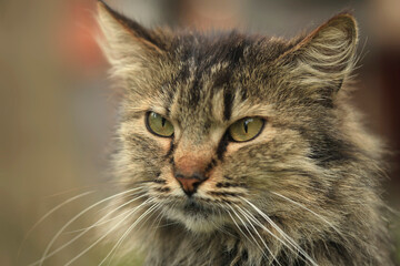 Portrait of wild grey cat