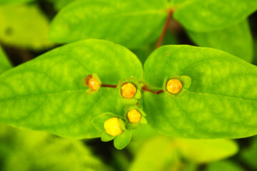 Green color in the nature. Plants and leaves in spring time. Green background.