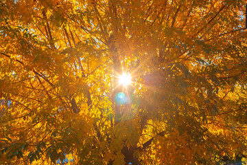 reflejo del sol en las hojas