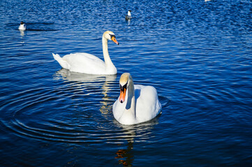 swans on the lake