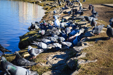 Pigeons on the beach
