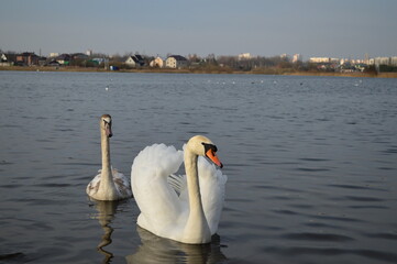 swan on the lake