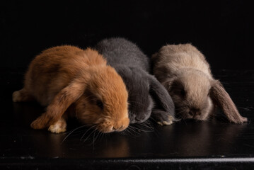 Baby Bunny, Rabbit, Giant flemish red, french lop, flemish giant, holland lop, white mini lop, group