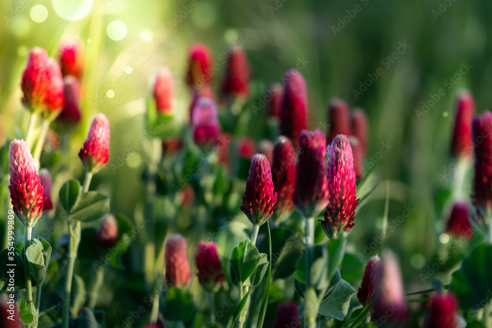 Wall mural abstract blurred nature background clover flower. abstract nature bokeh pattern