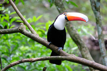 Fototapeta premium Toucan in a jungle