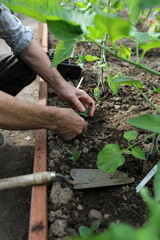 Gardener's Hands Setting a Plant with Trowel
