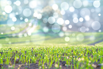 Early morning wheat field with bokeh effect © luchschenF